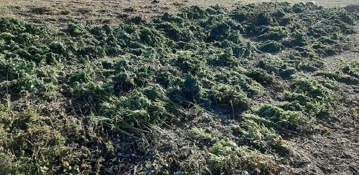 Bingöl'de 284 kilo 200 gram esrar ele geçirildi G1