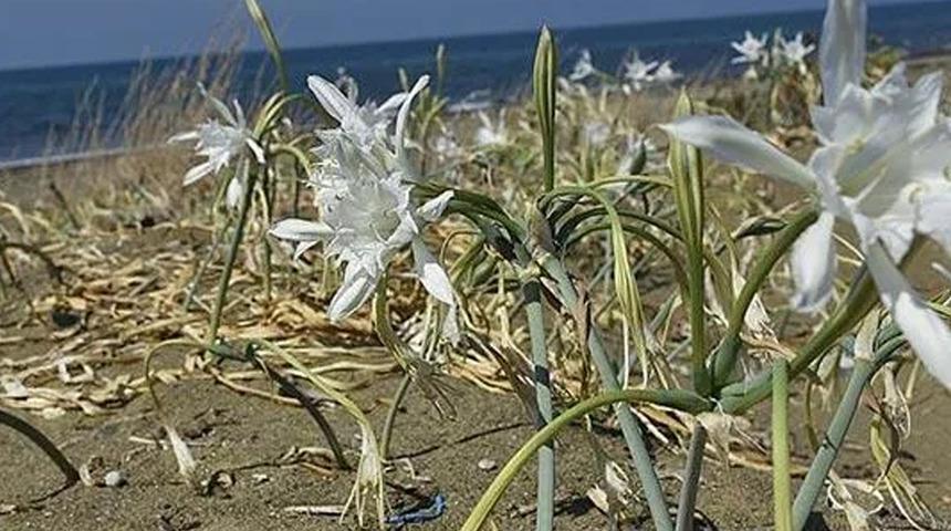 Kum zambaklarına zarar veren yandı! Cezası 80 bin TL
