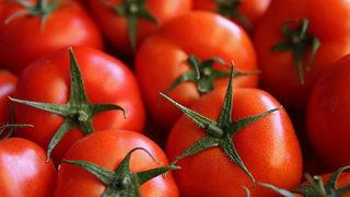 Kan basıncını düşürüyor! Yeni tür domatesler Japonya'da sofralara giriyor