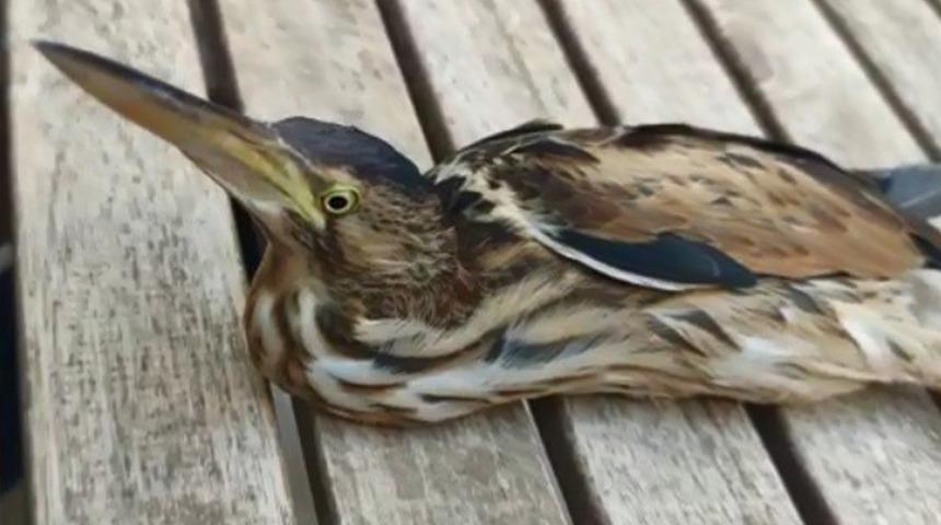 Şanlıurfa'da nesli tükenmek üzere olan balaban kuşu bulundu!