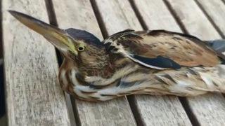 Şanlıurfa'da nesli tükenmek üzere olan balaban kuşu bulundu!