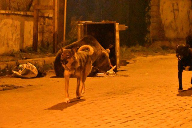 bozayılar köpeklerle kavgaya tutuştu çöpteki ekmeği paylaşamayan bozayılar köpekler kavga etti (1)