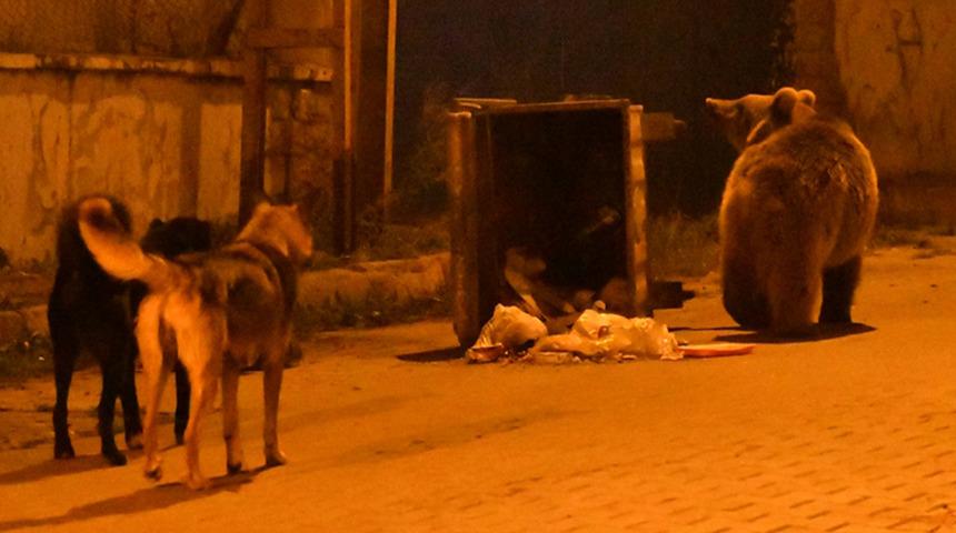 Şehre indiler! Bozayılarla köpekler çöpteki ekmekler için kavgaya tutuştu