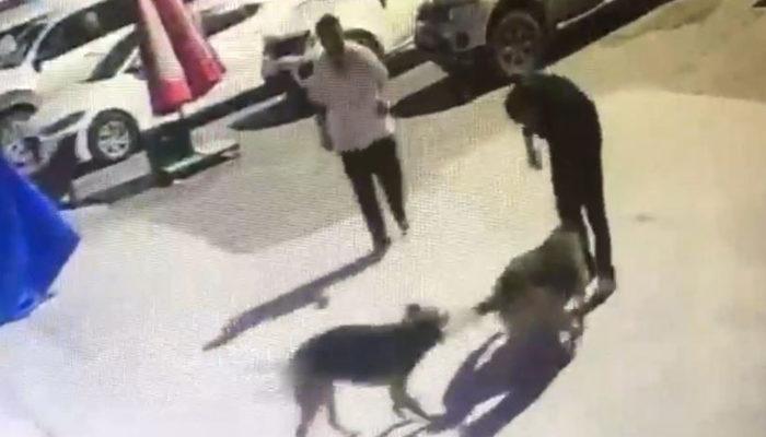 Boynuna ip takılarak sokak köpeklerini toplayan belediye personeline ceza kesildi