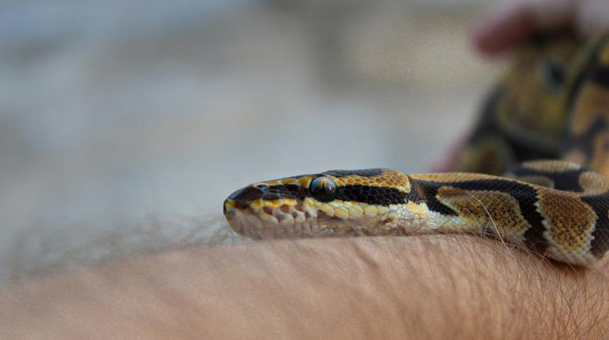 Yılan ve akrep sokmalarına karşı uyarı