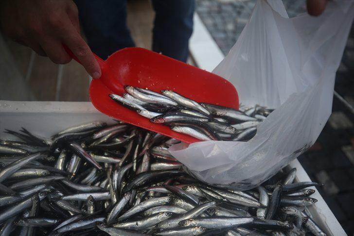 Düzce'de hamsinin kilogramı 20 liraya kadar düştü G1