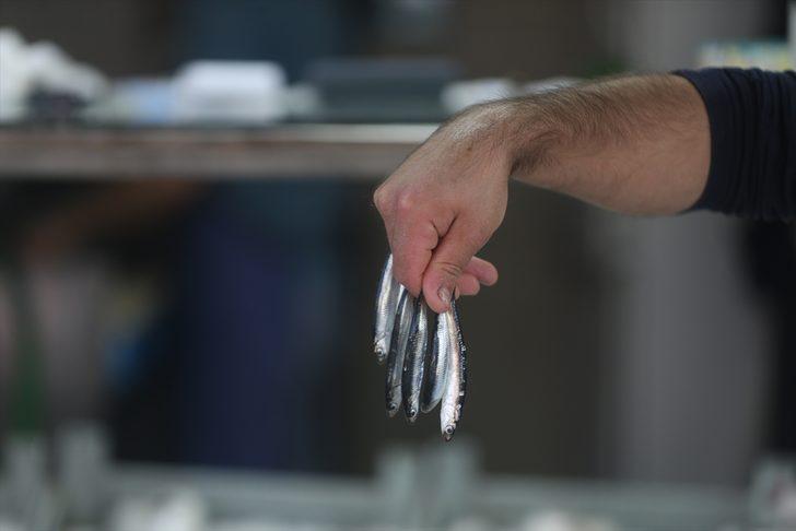 Düzce'de hamsinin kilogramı 20 liraya kadar düştü G2
