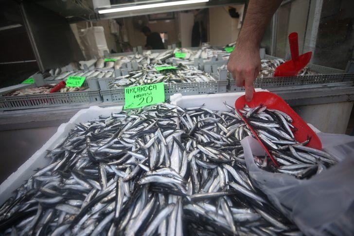 Düzce'de hamsinin kilogramı 20 liraya kadar düştü G3