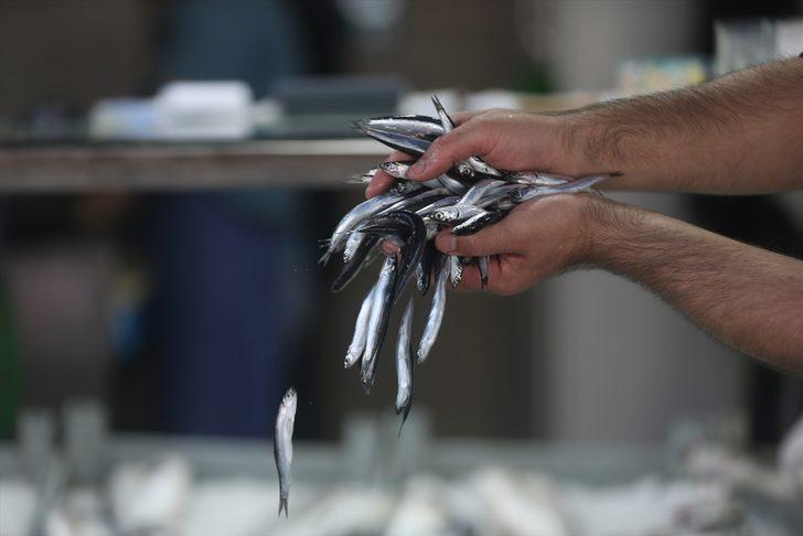 Düzce'de hamsinin kilogramı 20 liraya kadar düştü G4