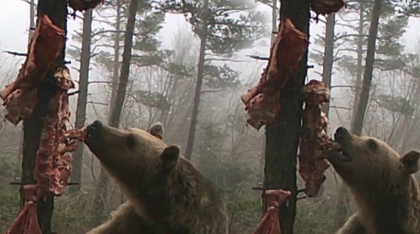 Karnını doyurmak için şekilden şekle giren ayı gülümsetti