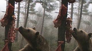 Karnını doyurmak için şekilden şekle giren ayı gülümsetti