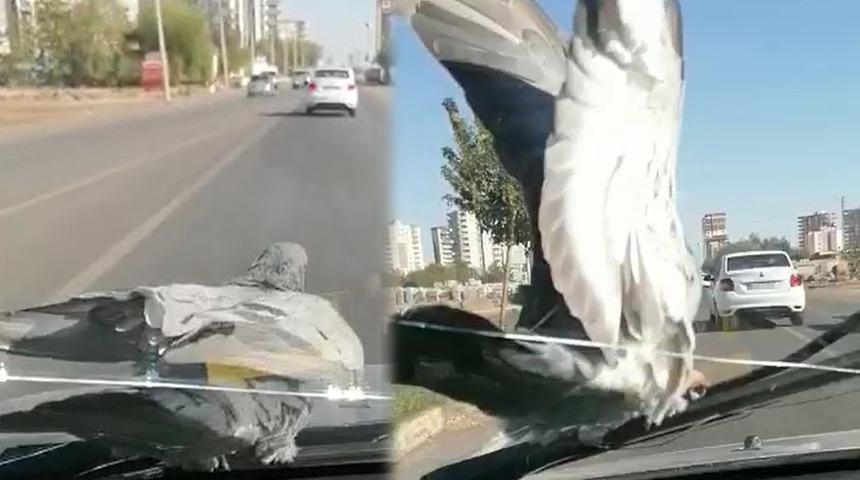 Sileceğe tüneyip seyahat eden güvercini görenler bir kez daha baktı