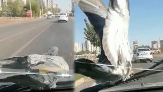 Sileceğe tüneyip seyahat eden güvercini görenler bir kez daha baktı