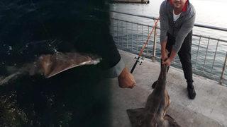 Kepçeyle karaya çıkardı! Oltasına nesli tükenme tehlikesi altındaki balık takıldı