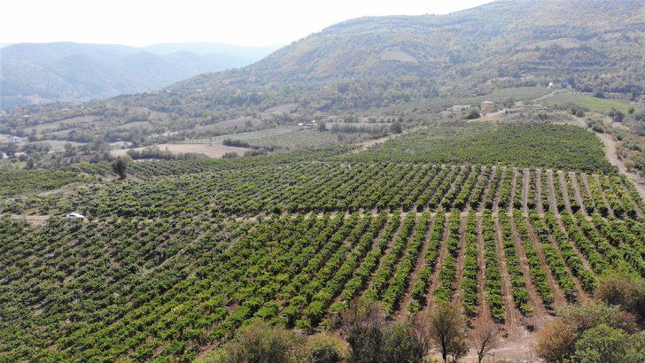 Kravat takmaktan sıkıldı, üzüm tüccarı oldu G1