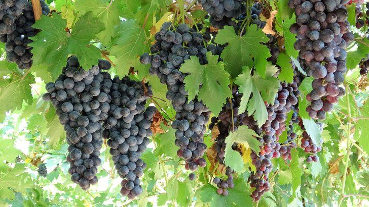 Kravat takmaktan sıkıldı, üzüm tüccarı oldu G2