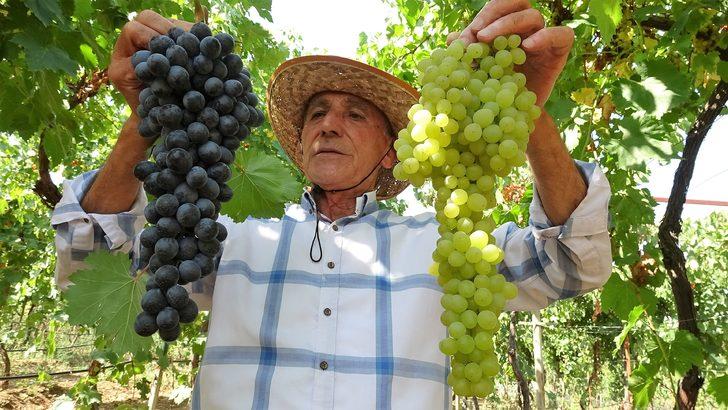 Kravat takmaktan sıkıldı, üzüm tüccarı oldu G3
