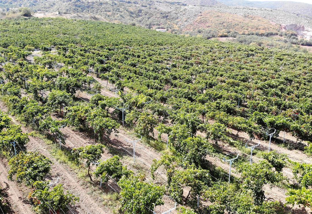 Kravat takmaktan sıkıldı, &uuml;z&uuml;m t&uuml;ccarı oldu