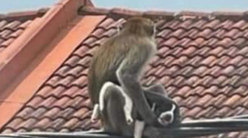 Malezya'nın başı maymun çeteleriyle dertte! Evcil hayvanları kaçırmaya başladılar