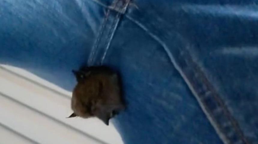 Kot pantolonundan sarkan yarasayı görünce dehşeti yaşadı! “Bana bu nasıl oldu?”