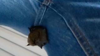 Kot pantolonundan sarkan yarasayı görünce dehşeti yaşadı! “Bana bu nasıl oldu?”