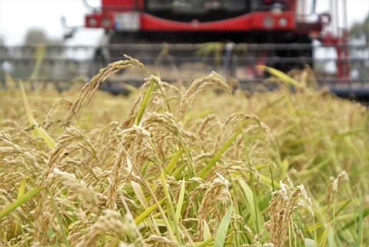 Balıkesir'de çeltik hasadı başladı G1