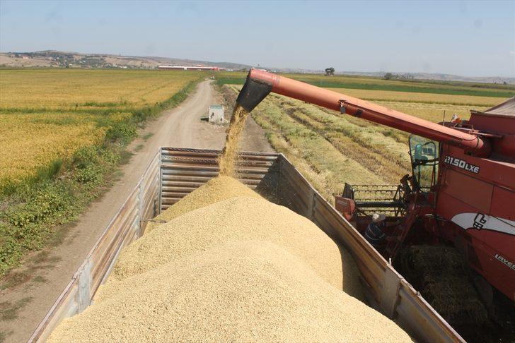 Balıkesir'de çeltik hasadı başladı G2