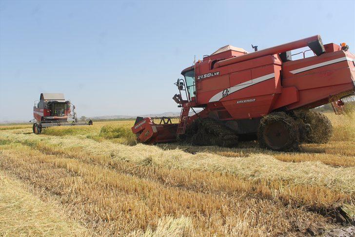 Balıkesir'de çeltik hasadı başladı G3