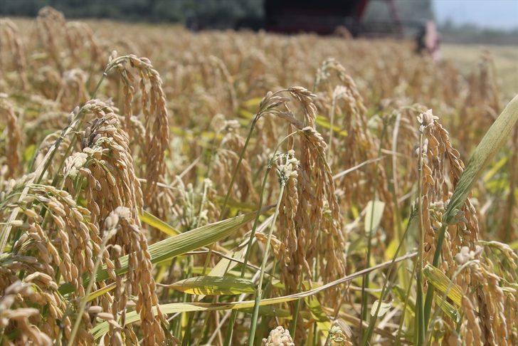 Balıkesir'de çeltik hasadı başladı G4