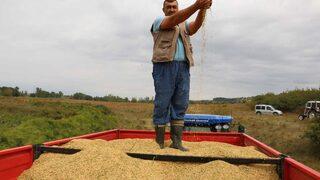 Beyaz altın çeltikte hasat başladı
