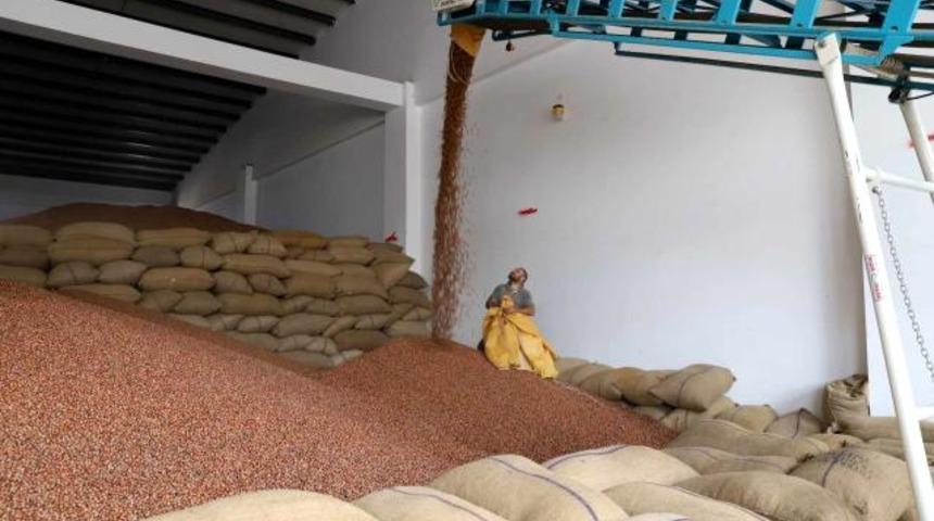 Bakımsız fındık bahçelerinin randımanı FINVER ile yükseldi
