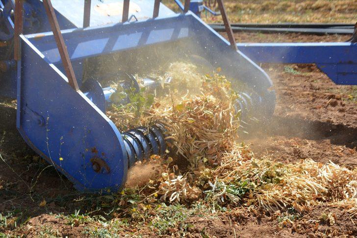 Bitlis'te devlet desteğiyle ekilen fasulyenin hasadına başlandı G2