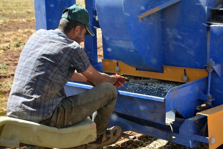 Bitlis'te devlet desteğiyle ekilen fasulyenin hasadına başlandı G3