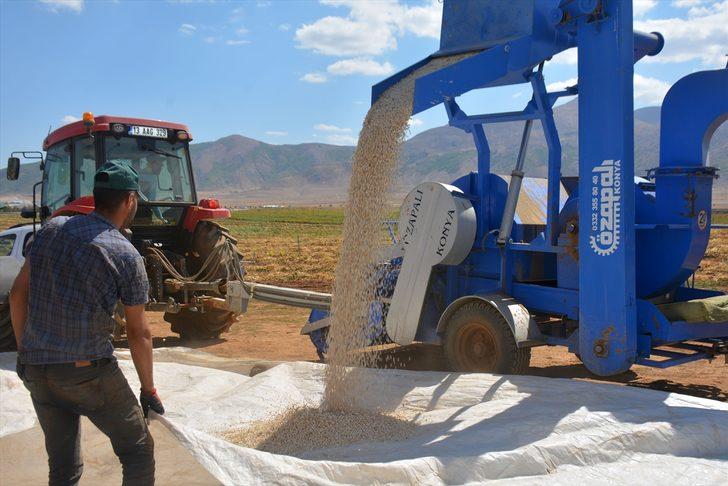 Bitlis'te devlet desteğiyle ekilen fasulyenin hasadına başlandı G4
