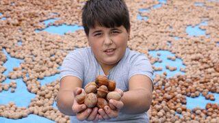 10 bin ton tescilli ceviz ihracatı yapıldı