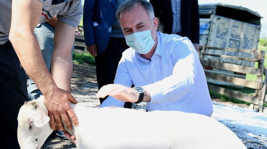 Küçükbaş Hayvancılık Festivali başlıyor