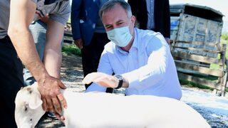 Küçükbaş Hayvancılık Festivali başlıyor