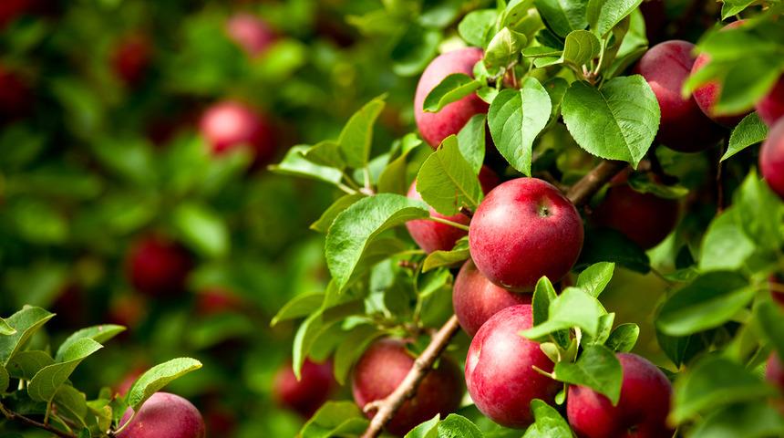 Eğirdir elması değer kazanacak