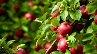 Eğirdir elması değer kazanacak