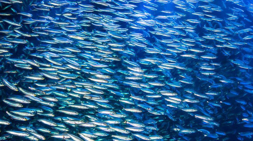 Hamsi avında ölümlü kaza