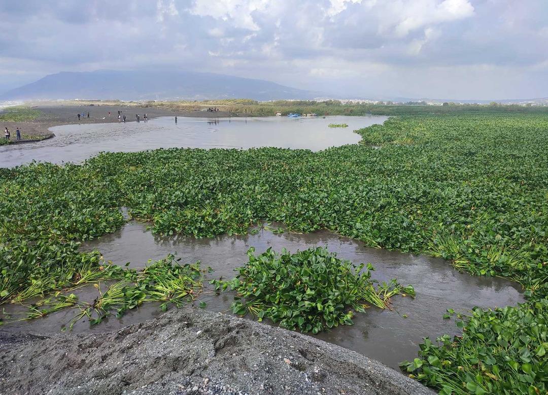 "Su canavarları" t&uuml;m b&ouml;lgeyi istila etti! "Bu kadar yoğun değildi"