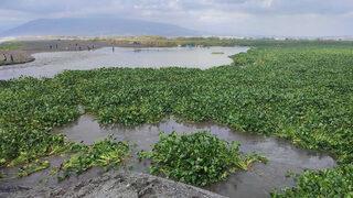 Su canavarları tüm bölgeyi istila etti! Bu kadar yoğun değildi