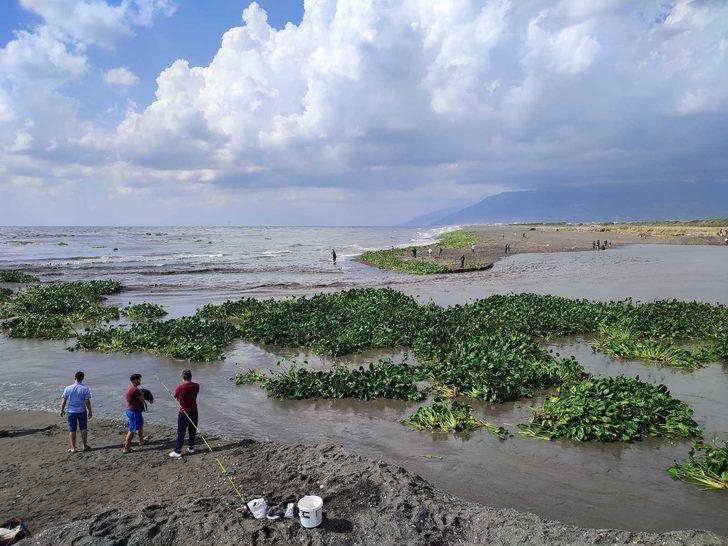 "Su canavarları" tüm bölgeyi istila etti! "Bu kadar yoğun değildi" G1