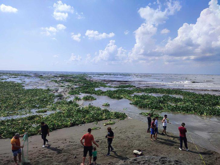 "Su canavarları" tüm bölgeyi istila etti! "Bu kadar yoğun değildi" G2