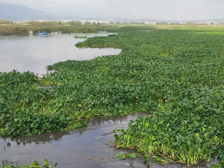 "Su canavarları" tüm bölgeyi istila etti! "Bu kadar yoğun değildi" G4