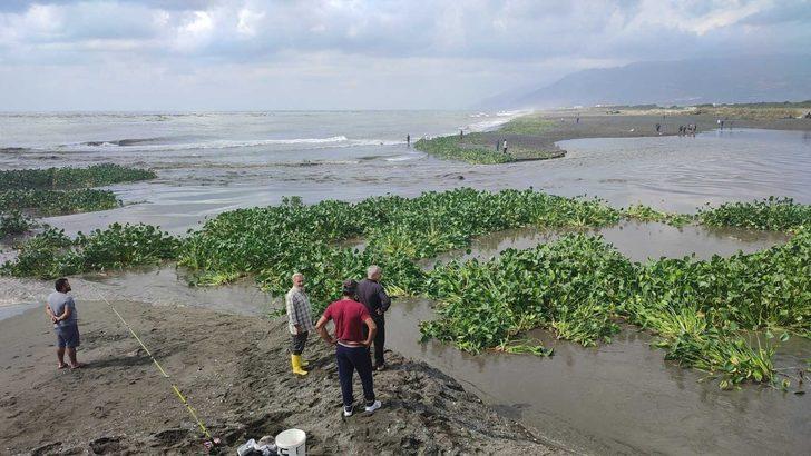 "Su canavarları" tüm bölgeyi istila etti! "Bu kadar yoğun değildi" G5