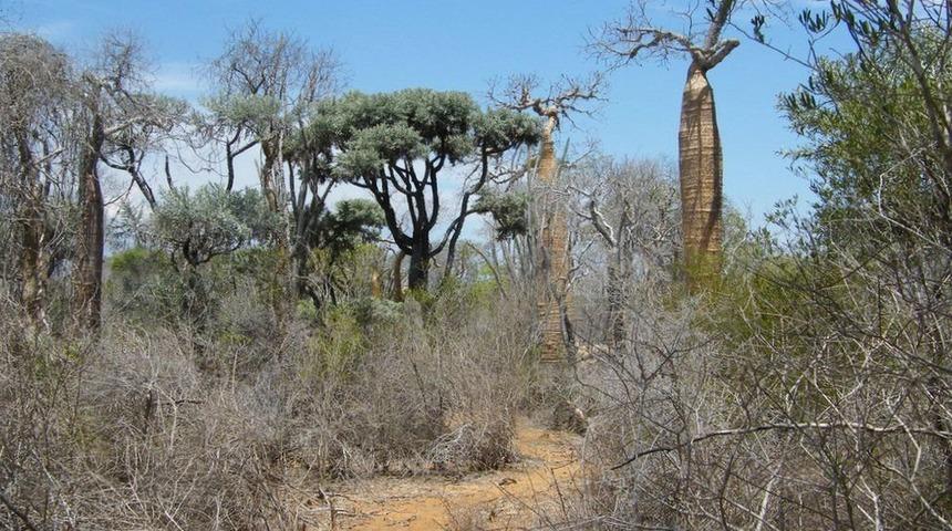 İngiltere'de yapılan araştırma: Her 3 ağaç türünden biri yok olabilir, Türkiye'de 13 tür tehdit altında