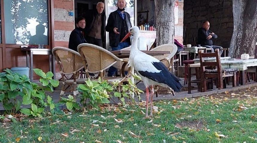 Sürüsünü terk etti mahallenin sakini oldu