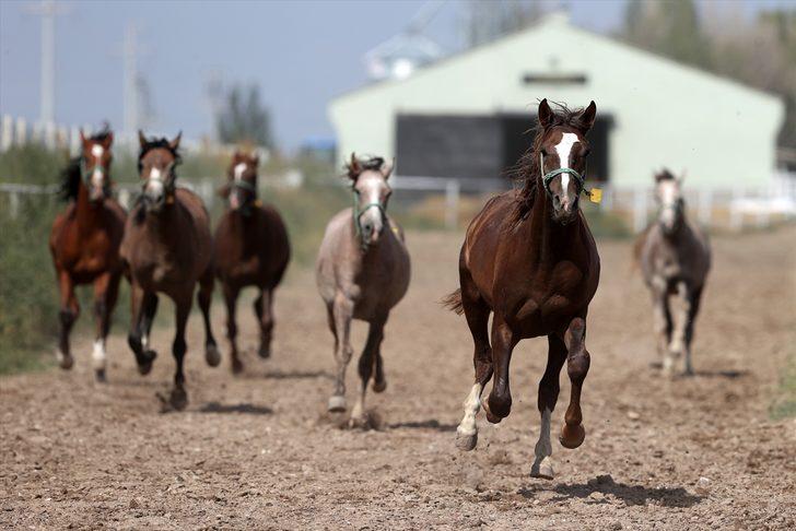 Şampiyonların elit tayları satışa sunulacak G1