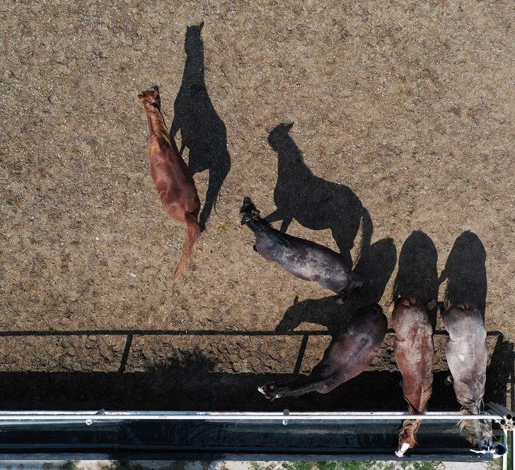 Şampiyonların elit tayları satışa sunulacak G2